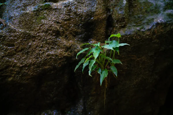 Tmavě Zelené Tropické Stromy Listy Lese Příroda Pozadí — Stock fotografie
