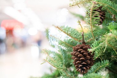 Çam meyve bulanık arka plan ile noel ağacının yakın, Kış festivali