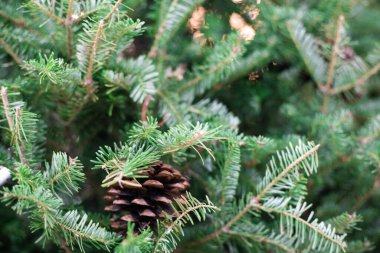 Çam meyve bulanık arka plan ile noel ağacının yakın, Kış festivali