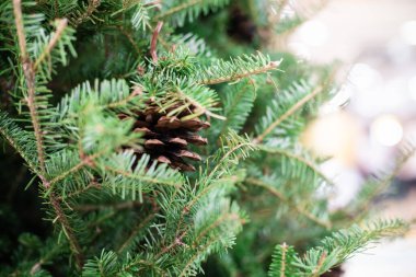 Çam meyve bulanık arka plan ile noel ağacının yakın, Kış festivali