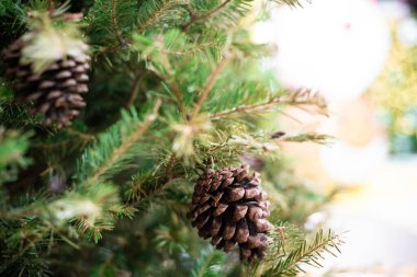 Çam meyve bulanık arka plan ile noel ağacının yakın, Kış festivali