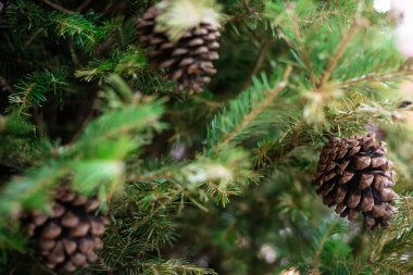 Çam meyve bulanık arka plan ile noel ağacının yakın, Kış festivali