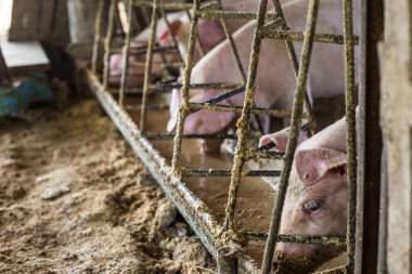 Domuz yavruları geleneksel kırsal alanda kat çiftlik, Hayvancılık toprak