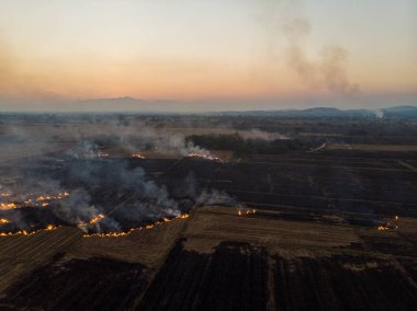 Pirinç tarlalarında yangınlar çıkıyor. Pirinç ekinleri, havadan tarımsal görüntüler.