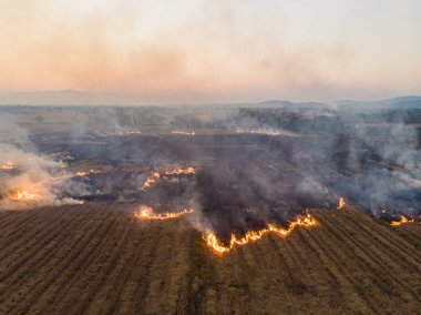Pirinç tarlalarında yangınlar çıkıyor. Pirinç ekinleri, havadan tarımsal görüntüler.