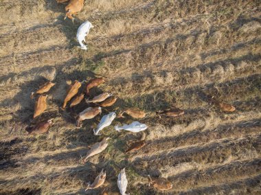 Geleneksel inek grubu alan havacılık endüstrisinde saman yiyor.