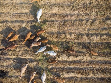 Geleneksel inek grubu alan havacılık endüstrisinde saman yiyor.