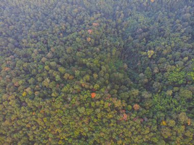 Ağaç ormanı yeşili arka plan manzarası havadan aşağı bakışı