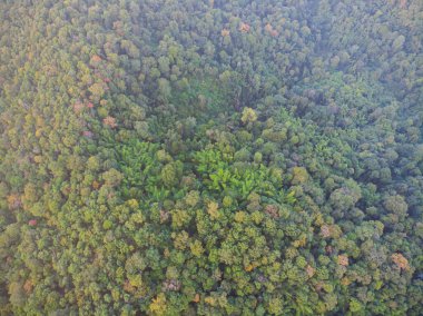 Ağaç ormanı yeşili arka plan manzarası havadan aşağı bakışı