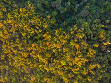 Ağaç ormanı yeşili arka plan manzarası havadan aşağı bakışı