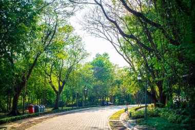 Yeşil ağaçlı güzel bir park, doğa manzaralı.