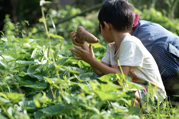 Happy little asian boy harvest potato in outdoor farm sun light boy nature learnning with mom