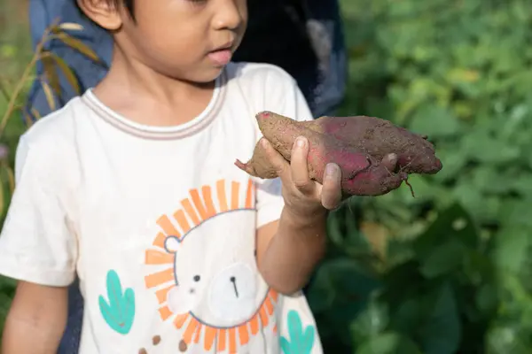 Happy little asian boy harvest potato in outdoor farm sun light boy nature learnning with mom