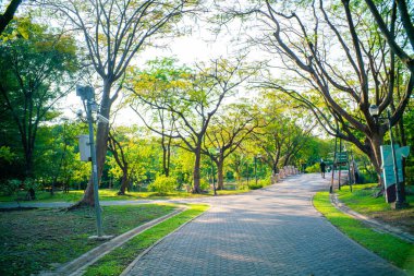 Yeşil ağaçlı güzel bir park, doğa manzaralı.