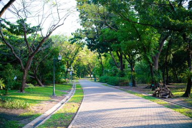 Yeşil ağaç şehir parkı asfalt yürüyüş yolu gün batımı aydınlık doğa manzarası arka planı