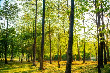 Yeşil tropikal ağaç ormanı doğa manzarası