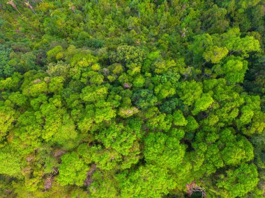 Tropikal ada deniz manzaralı tropikal yeşil ağaç ormanı