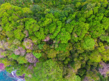 Tropikal ada deniz manzaralı tropikal yeşil ağaç ormanı