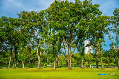 Şehir parkında yeşil çayır çimenleri Orman günbatımı gökyüzü doğa manzarası