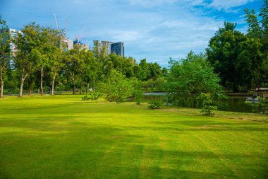 Şehir parkında yeşil çayır çimenleri Orman günbatımı gökyüzü doğa manzarası