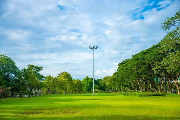 Şehir parkında yeşil çayır çimenleri Orman günbatımı gökyüzü doğa manzarası