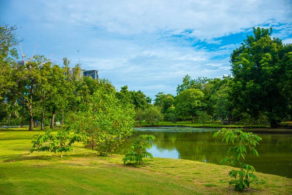 Şehir parkında yeşil çayır çimenleri Orman günbatımı gökyüzü doğa manzarası