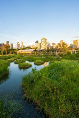 Benchakitti bataklık nehri, modern ofis binaları olan tropikal orman parkı, Tayland 'ın merkezi.