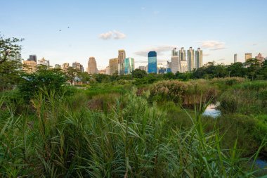 Benchakitti bataklık nehri, modern ofis binaları olan tropikal orman parkı, Tayland 'ın merkezi.