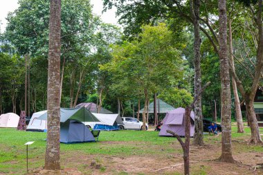 Ağaç Ormanı 'ndaki çim tarlasında kamp çadırı.