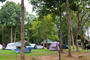Ağaç Ormanı 'ndaki çim tarlasında kamp çadırı.