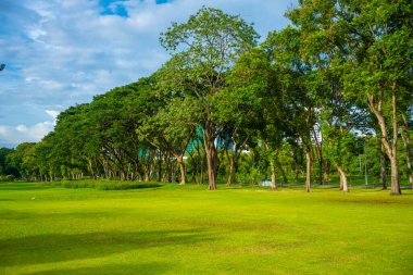 Şehir parkında ağaçları olan yeşil çayır çimenler, doğa arka planı