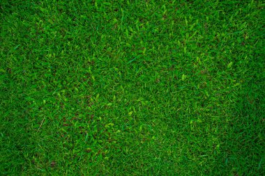 Gerçek yeşil çayır arka planı, boş çimen dokusu