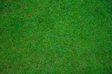 Gerçek yeşil çayır arka planı, boş çimen dokusu