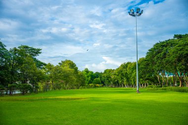 Şehir parkında yeşil çayır çimenleri Orman günbatımı gökyüzü doğa manzarası