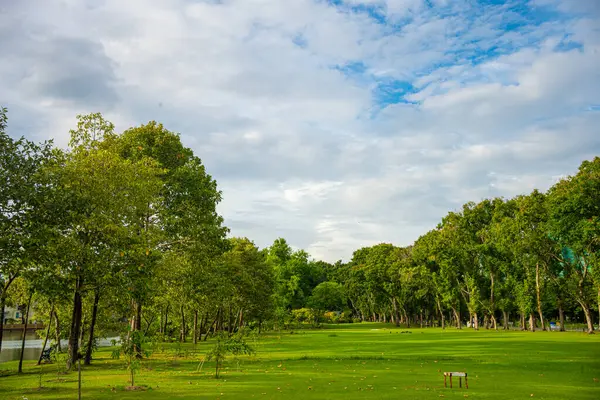 Şehirde ağaç ormanı olan yeşil çayır çimenler halk parkında gün batımı gökyüzü bulutlu doğa arka planlı