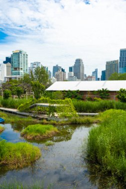 Şehir yeşili orman parkı Benchakitti Yeni tropikal park Ofis binaları Silom şehri Bangkok Tayland