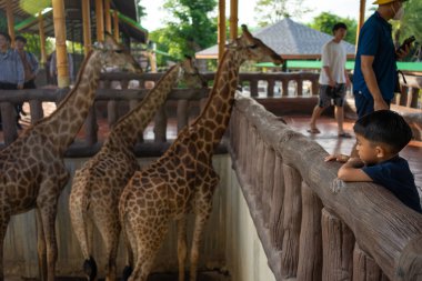 5 yıllık anaokulu çocuğu hayvanat bahçesinde zürafa yiyor. Hayvanlarla mutlu çocuk.