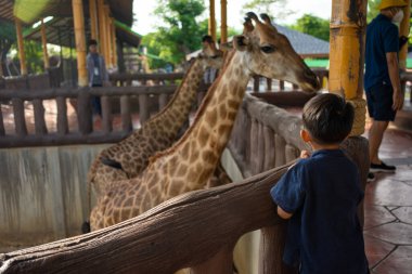 5 yıllık anaokulu çocuğu hayvanat bahçesinde zürafa yiyor. Hayvanlarla mutlu çocuk.