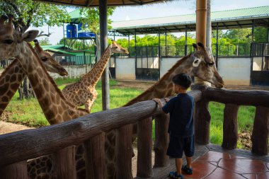 5 yıllık anaokulu çocuğu hayvanat bahçesinde zürafa yiyor. Hayvanlarla mutlu çocuk.