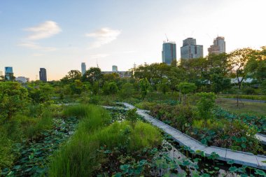 Benchakitti bataklık nehri, modern ofis binaları olan tropikal orman parkı, Tayland 'ın merkezi.