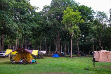Tropikal orman yürüyüşünde yeşil çimlerin üzerinde kamp çadırları. Doğada yolculuk.