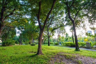 Yeşil ağaç çayırı yeşil taneler halk parkında gün batımı açık gökyüzü Bangkok Tayland