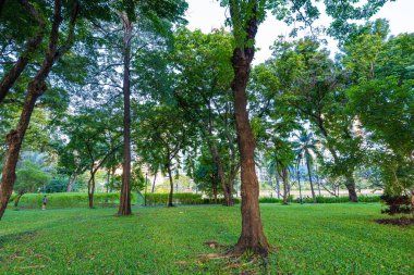 Yeşil ağaç çayırı yeşil taneler halk parkında gün batımı açık gökyüzü Bangkok Tayland