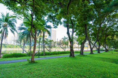 Yeşil ağaç çayırı yeşil taneler halk parkında gün batımı açık gökyüzü Bangkok Tayland
