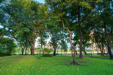 Yeşil ağaç çayırı yeşil taneler halk parkında gün batımı açık gökyüzü Bangkok Tayland
