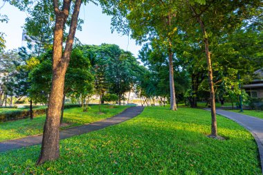 Yeşil ağaç çayırı yeşil taneler halk parkında gün batımı açık gökyüzü Bangkok Tayland