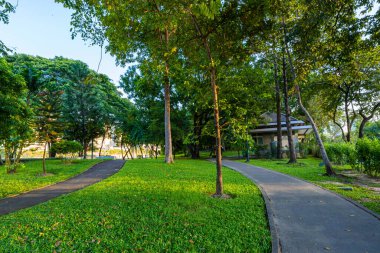 Yeşil ağaç çayırı yeşil taneler halk parkında gün batımı açık gökyüzü Bangkok Tayland