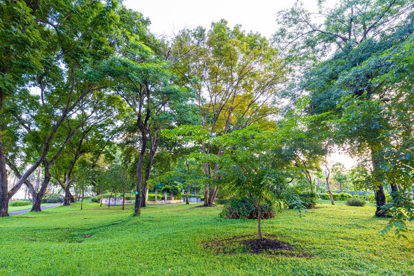 Green tree forest meadow green graas in city public park sunset light sky Bangkok Thailand