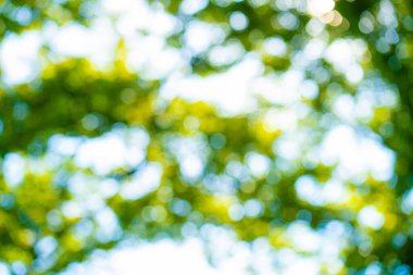 Soyut bulanık şehir yeşil park tropik orman güneşi doğanın arka planı