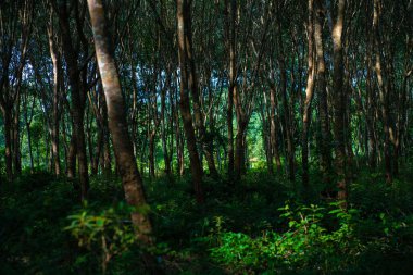 Para kauçuk yeşil ağaç tropikal orman tarım endüstrisi doğa geçmişi